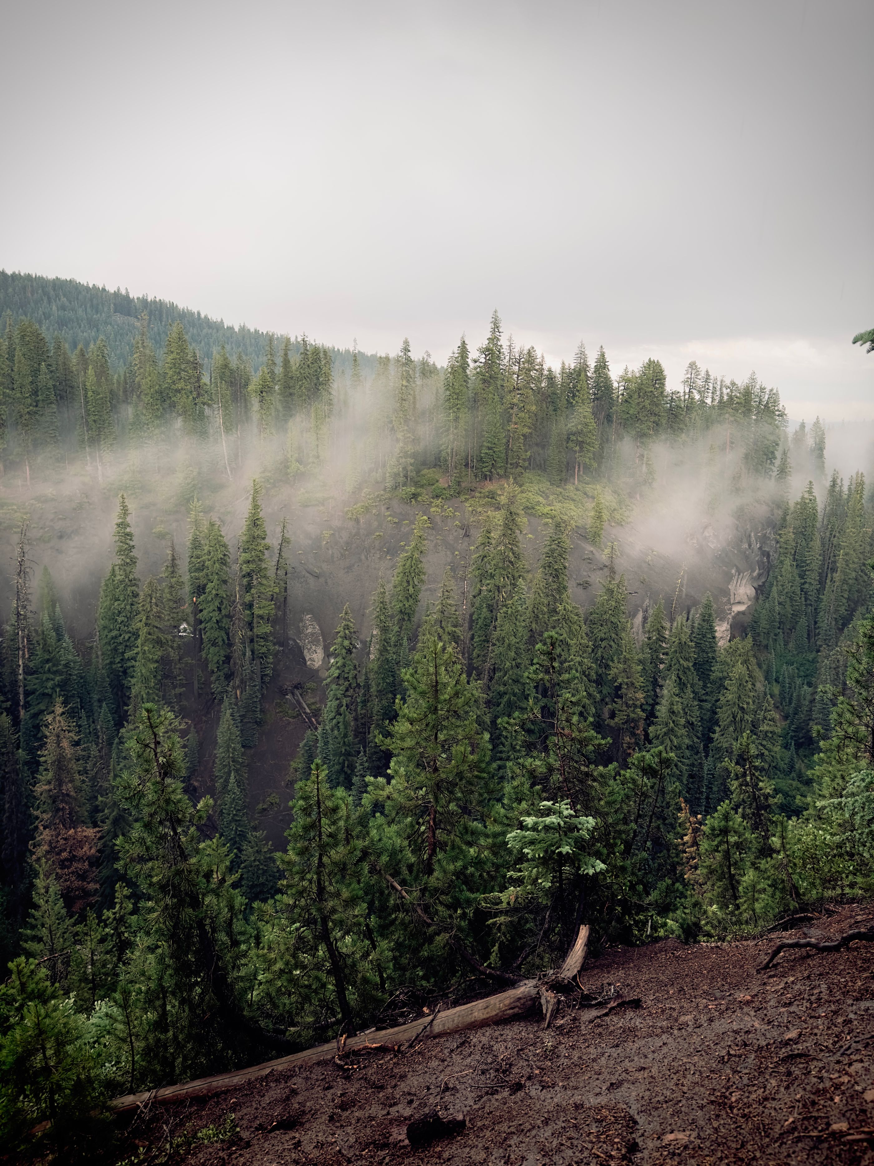 Misty evergreen forest landscape typical of the Oregon service area